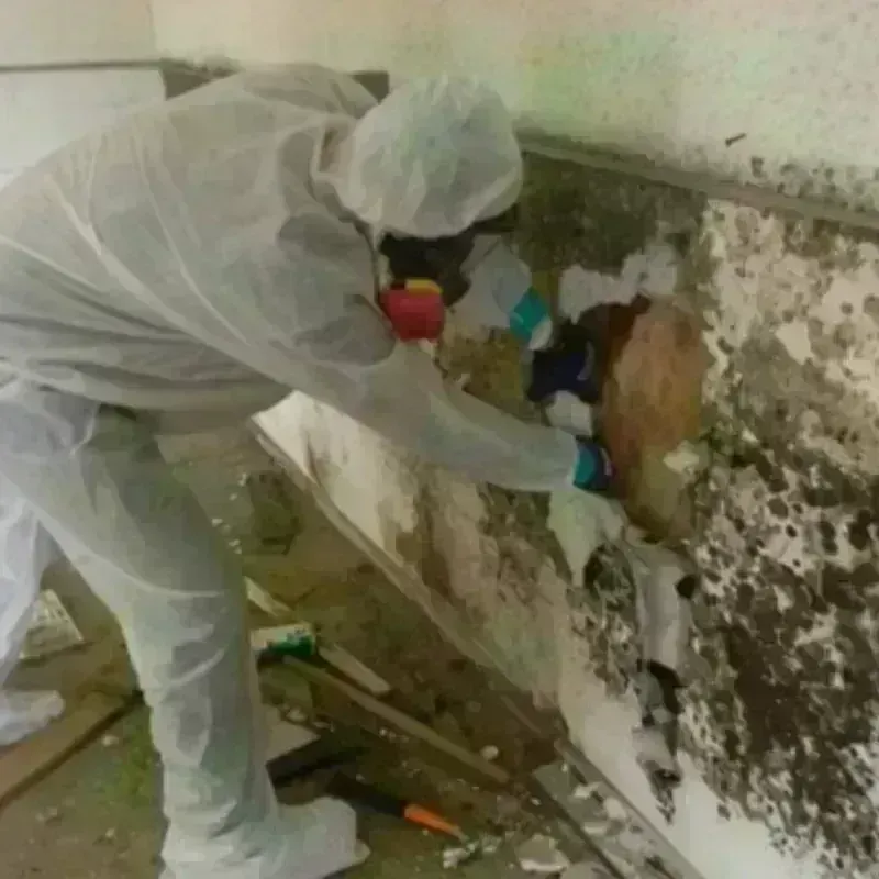 Mold Remediation and Removal in Newton, MA